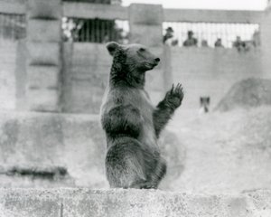 Un ours brun assis devant des visiteurs dans son enclos sur les terrasses Mappin, zoo de Londres, 1922